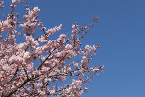 青空＆桜